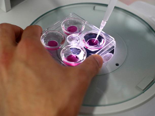 Científicos investigan cómo crear «úteros artificiales»