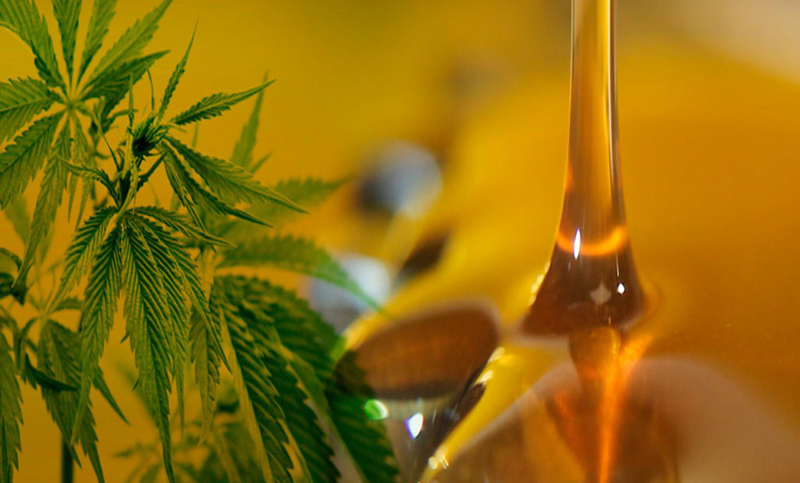 Cinco claves para entender la importancia de la ley de Cannabis medicinal