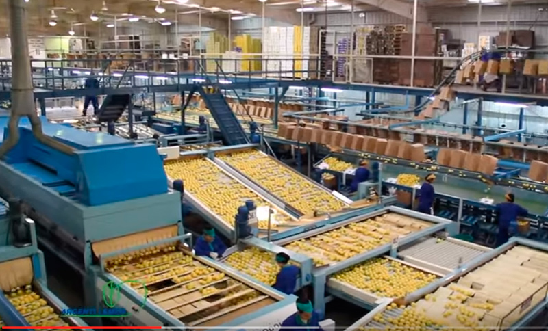 Traban nuevamente el ingreso de limones argentinos a Estados Unidos