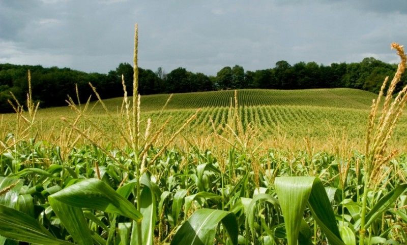Creció la producción de biocombustibles a raíz de la mayor cosecha de granos