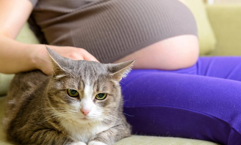 ¿Existen riesgos de convivir con gatos para las embarazadas?