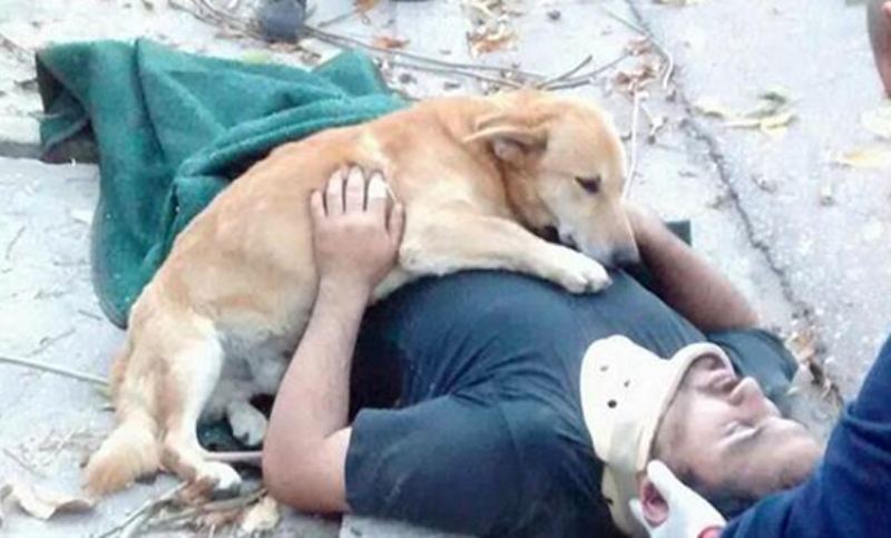 Un perro se quedó abrazando a su dueño, quien se había accidentado