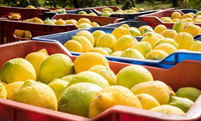 EE.UU. abre la importación de limones argentinos a partir del 26 de mayo