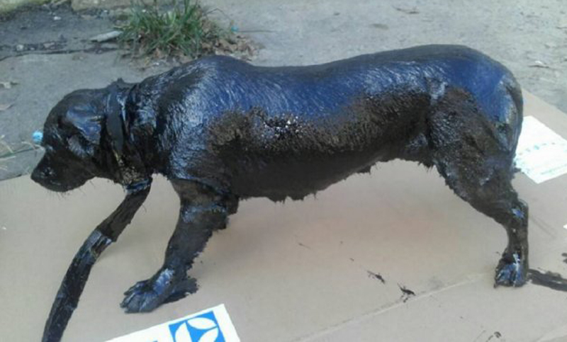 Un perro cubierto de brea fue rescatado por vecinos de Lanús
