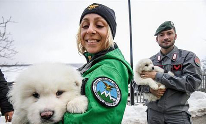 Tres perros fueron rescatados de una avalancha en Italia