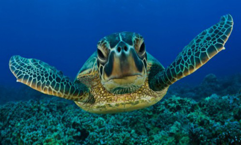 Cinco especies de tortugas marinas habitan en las costas de Chile