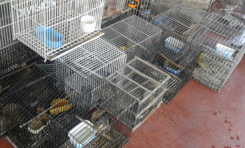Rescataron 60 aves en vías de extinción en una casa de Córdoba