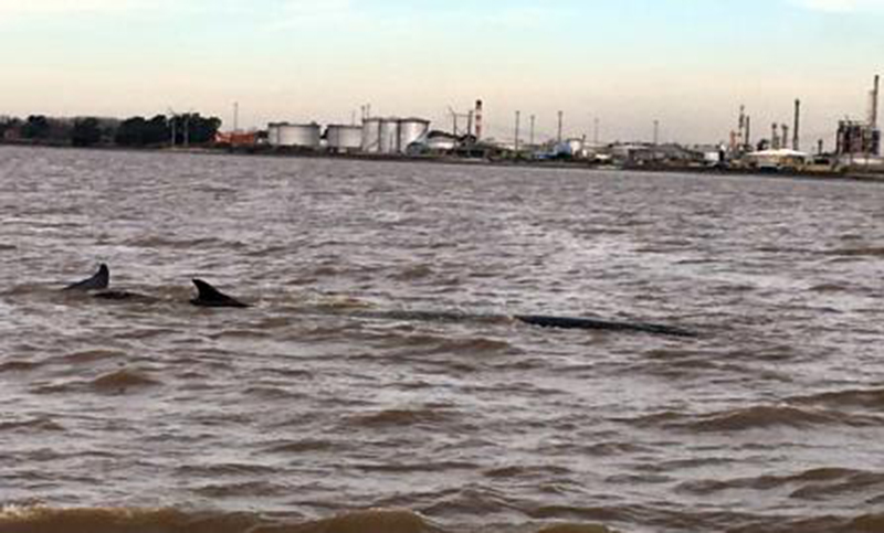 Una ballena se encuentra encallada desde hace tres días en Dock Sud