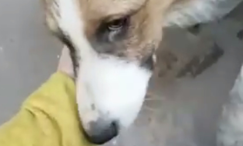 Una perrita que fue atropellada y abandonada busca un hogar