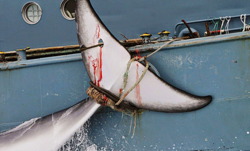 Japón lanza una nueva campaña anual de caza de ballenas