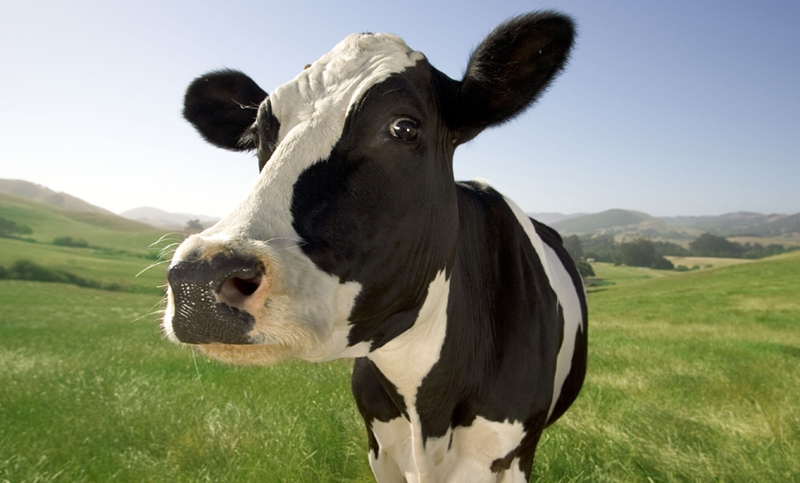 Científicos recurren a la ingeniería para reducir gases y eructos en las vacas