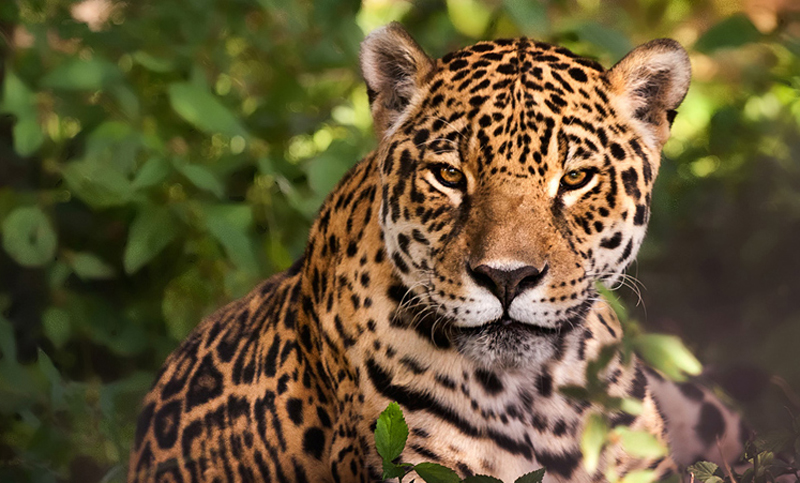 Las seis especies en estado crítico de extinción en Argentina