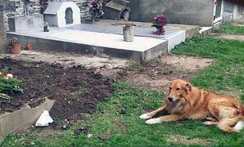 Firulais, el perro que duerme junto a las tumbas de sus dueños