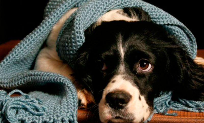 Alertan sobre efectos del frío invernal en las mascotas domésticas