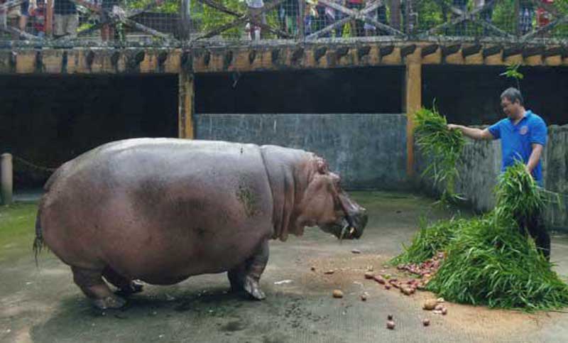 Murió Bertha, la decana de los hipopótamos