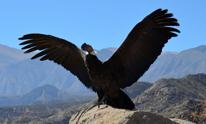 Un cóndor andino que fue envenenado ya puede volar en Salta