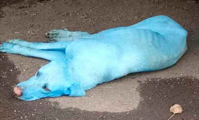 Misteriosa aparición de perros azules en India por consumo de agua contaminada