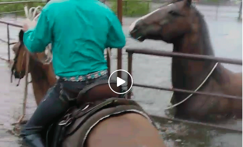 ‘Cowboy’ de Texas rescata a caballo atrapado por las inundaciones