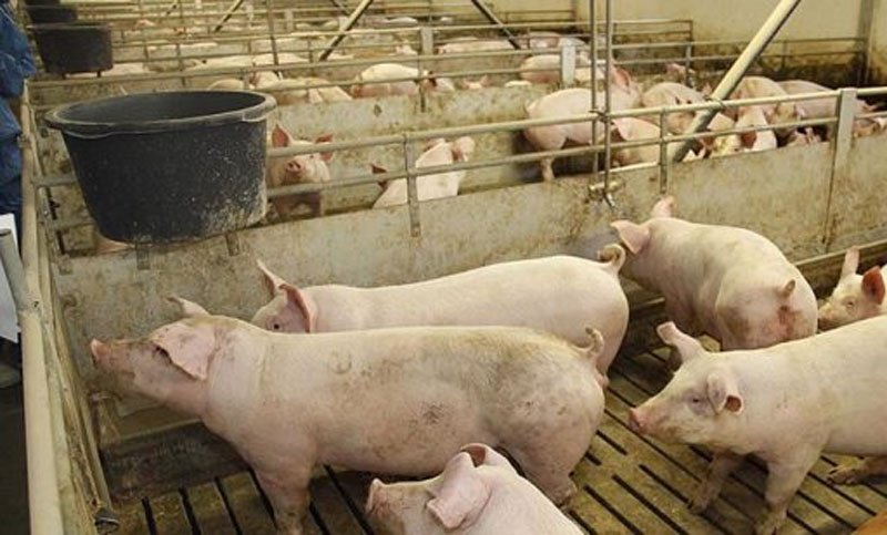 Carne porcina de EEUU puede generar un «problema sanitario», afirman productores