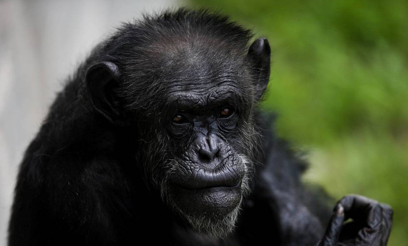 Cecilia se recupera en un santuario de Brasil junto a otros orangutanes