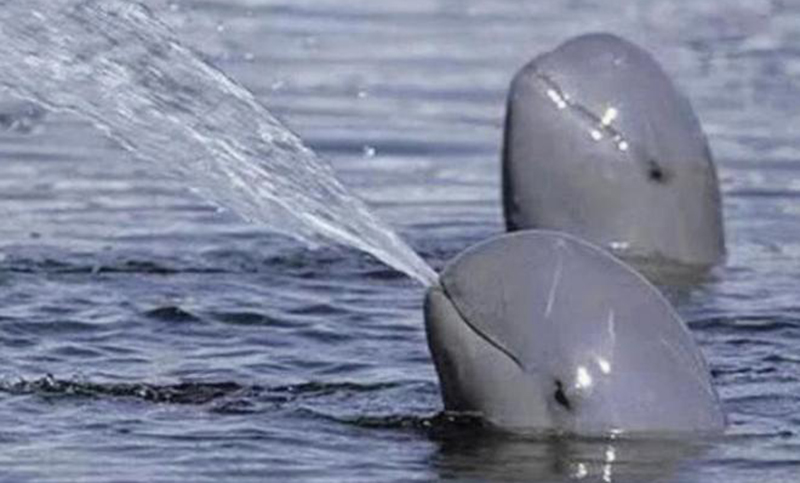 La vaquita marina podría extinguirse en México por no cumplir con reglas de pesca