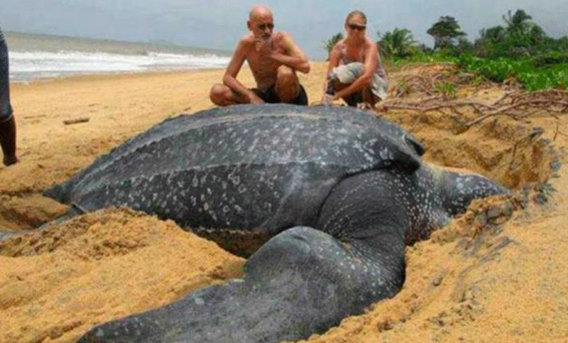 Aparece muerta una tortuga gigante en una playa de Barcelona