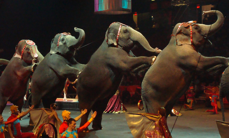 Buscan que los circos no utilicen más a los animales