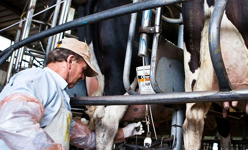 La producción láctea se redujo casi 12% en dos años en Argentina