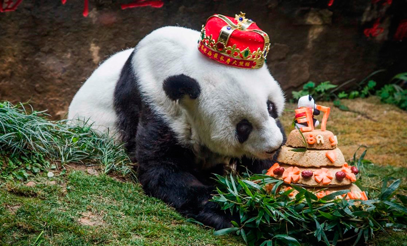 Adiós «Basi»: murió en China la panda más vieja del mundo