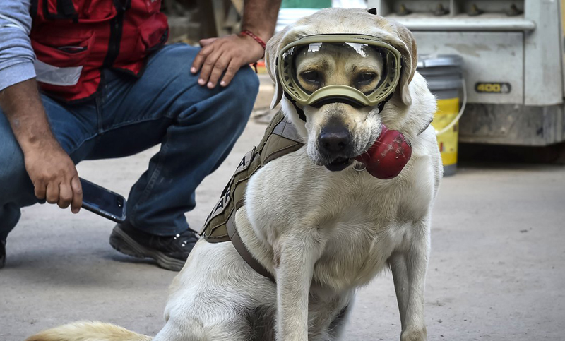 Frida, la perra rescatista de México, ya tiene su emoji en Twitter