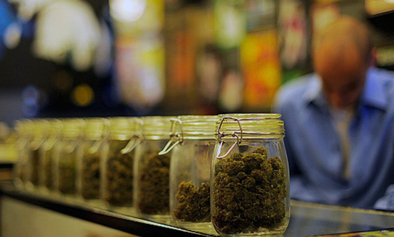 Se triplicó la cantidad de consumidores de marihuana legal en Uruguay