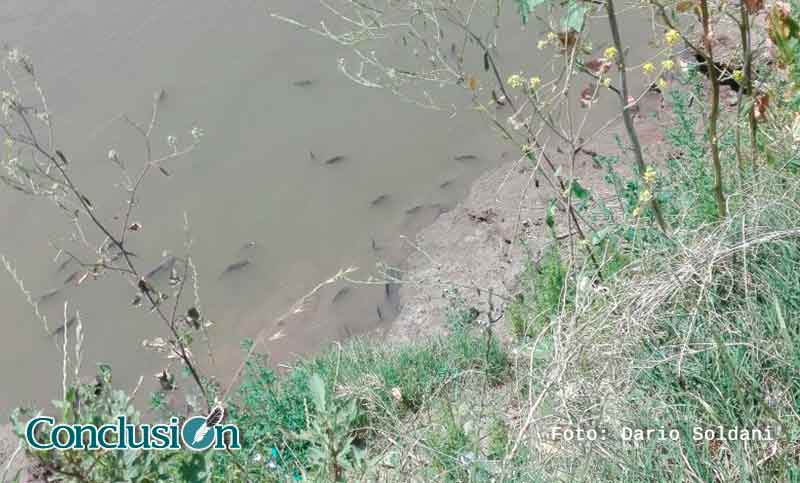 Extraña aparición en Carcarañá: gran cantidad de peces muertos en el río