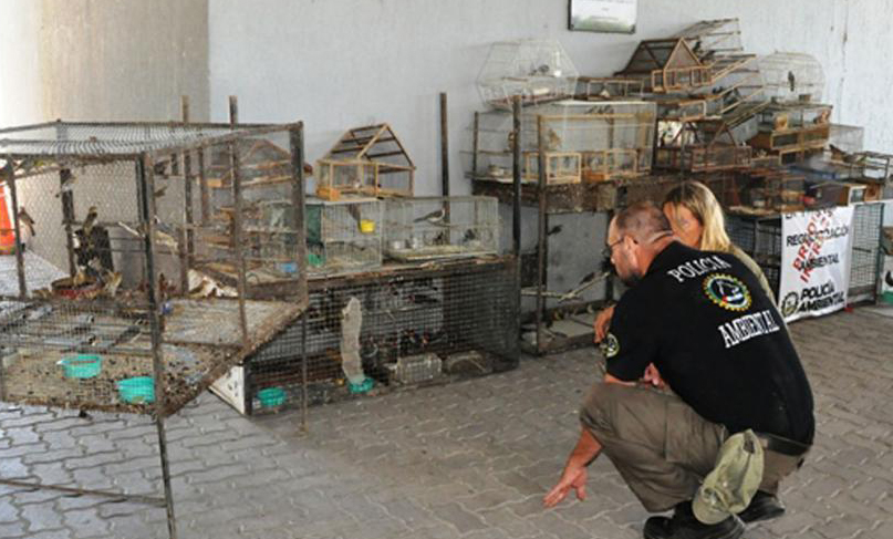 Policía Ambiental secuestró 280 aves silvestres en Río Cuarto