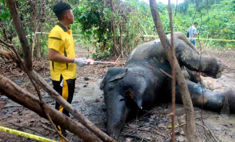 Un elefante muere «envenenado» en una plantación