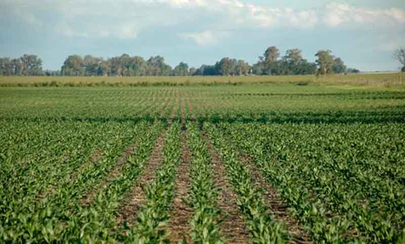 La siembra y los cultivos en Santa Fe condicionados por falta de agua