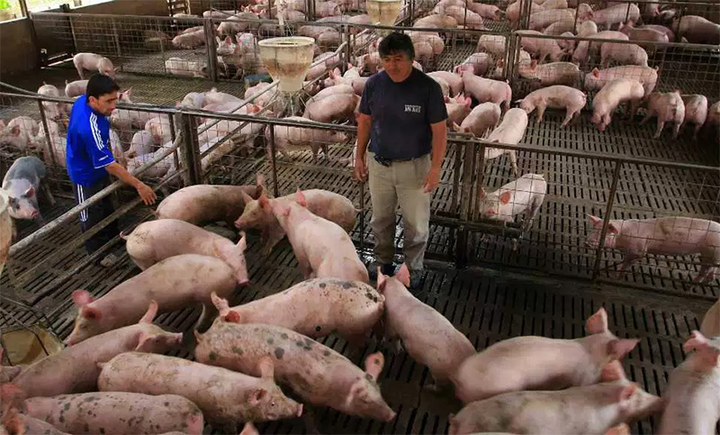 Productores porcinos advirtieron sobre el impacto negativo de las importaciones