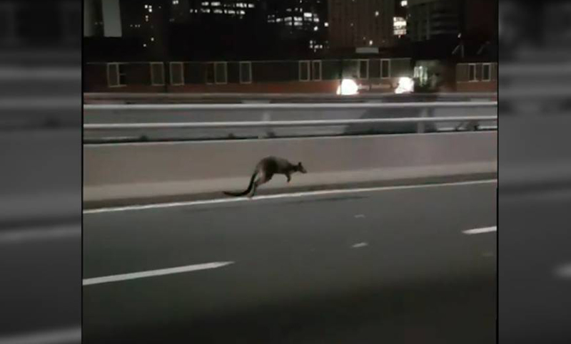 Un pequeño canguro escapa de la Policía en el centro de Sidney