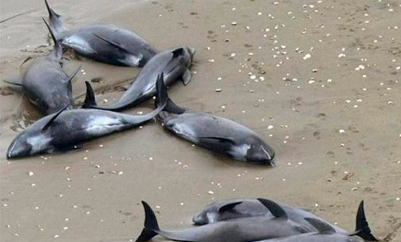 Hallaron catorce delfines muertos en una playa de la costa atlántica