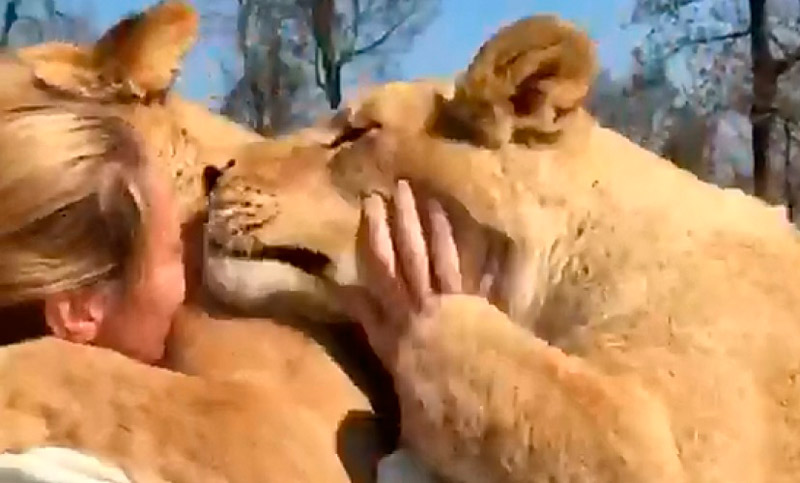 Dos leonas abrazan a su cuidadora cuando la ven