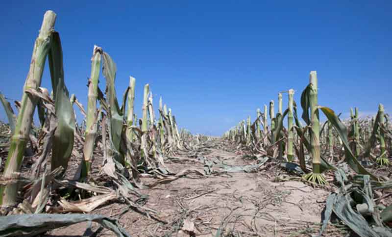 Una sequía “sin precedentes” daña al 80% del campo argentino