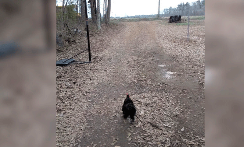 Este gallo corre para recibir a su pequeña dueña todos los días