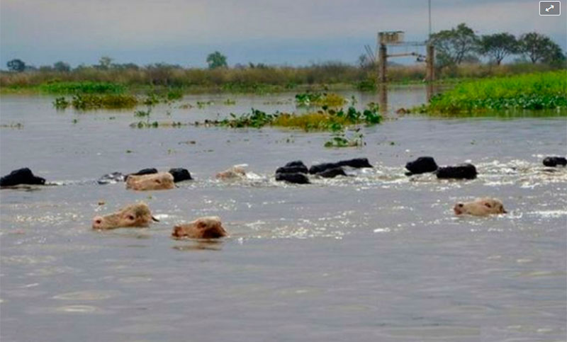 Evacúan ganado en Santa Fe ante la crecida del río Paraná