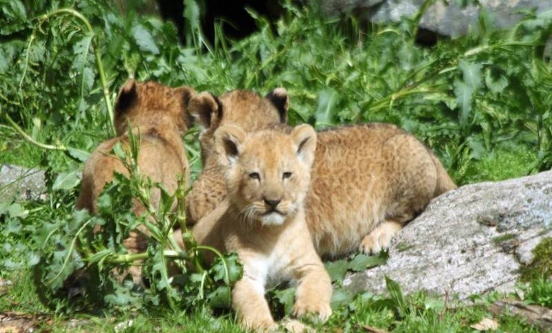 Un zoológico mató a nueve leones por falta de lugar