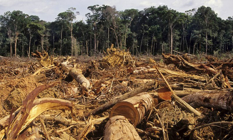 Guatemala busca frenar deforestación en reserva Maya con tecnología satelital