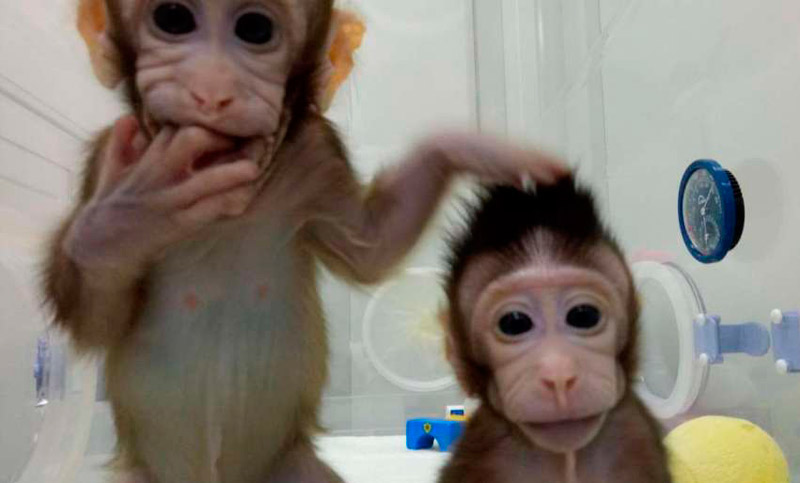 China clonó monos por primera vez