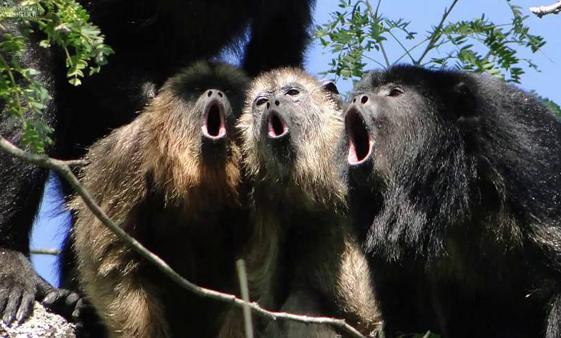 Activan una red de monitoreo para detectar monos muertos en Brasil