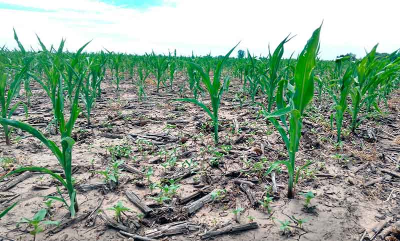 La sequía afecta al maíz tardío y a la soja en el centro-norte de Santa Fe