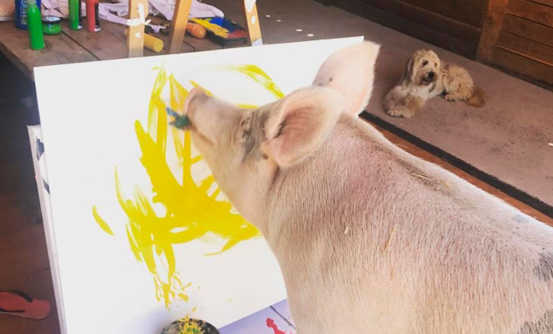Pigcasso, el cerdo que se salvó de un matadero y ahora hace arte abstracto