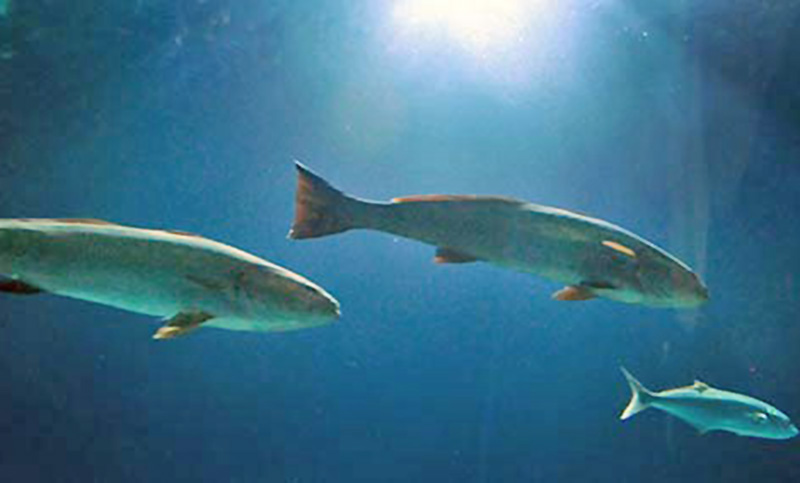 El grito de un pez le puede causar sordera a los delfines