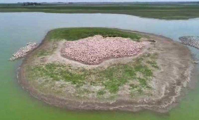 Buscan preservar colonia de flamencos en una laguna de La Pampa